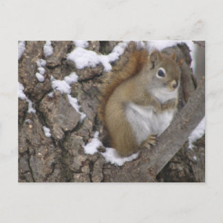 Winter Red Squirrel Vykort