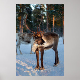 Winter Reindeer Snowing Mountain Söt liggande Poster