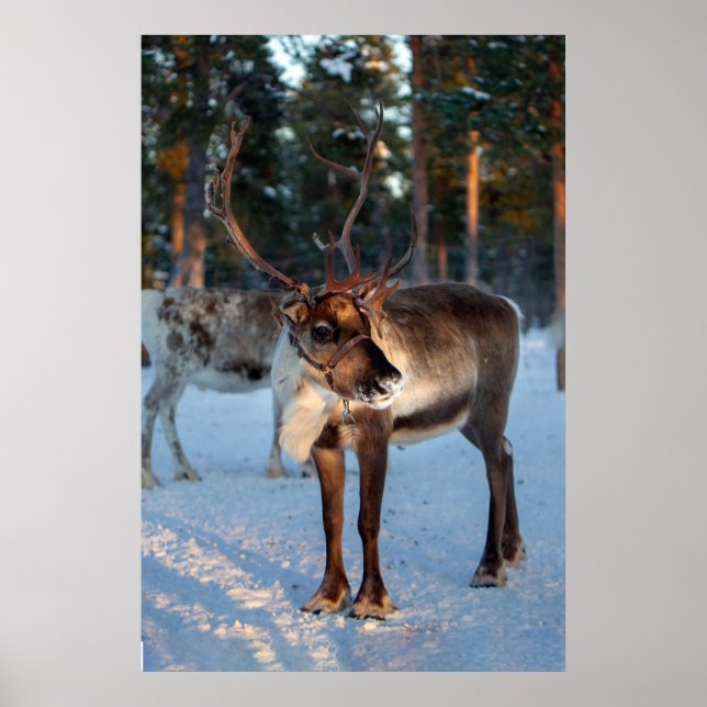 Winter Reindeer Snowing Mountain Söt liggande Poster (Framsidan)