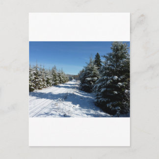 Winter Road Vykort