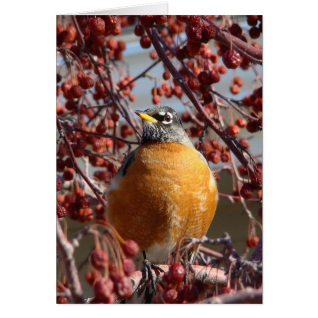Winter Robin Hälsningskort (Framsidan)