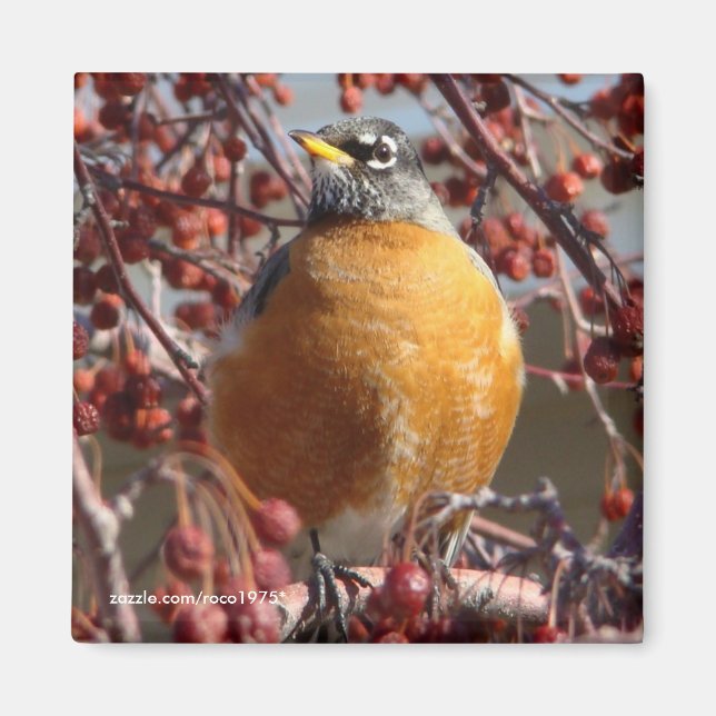 Winter Robin Magnet (Framsidan)