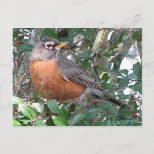 Winter Robin Postcard Vykort (Framsida)