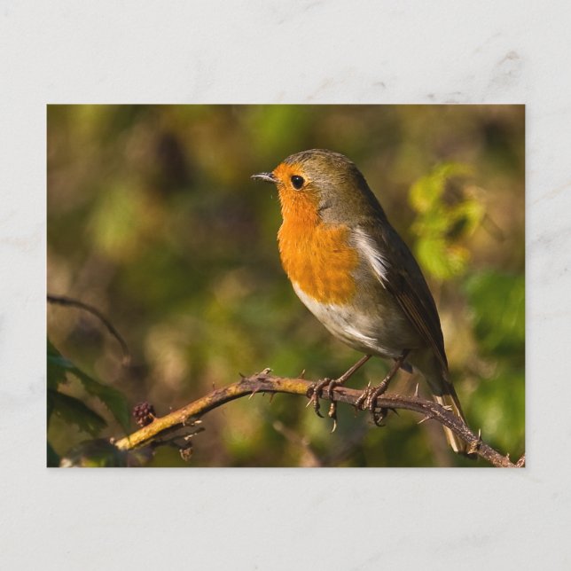 Winter Robin Postcard Vykort (Framsida)