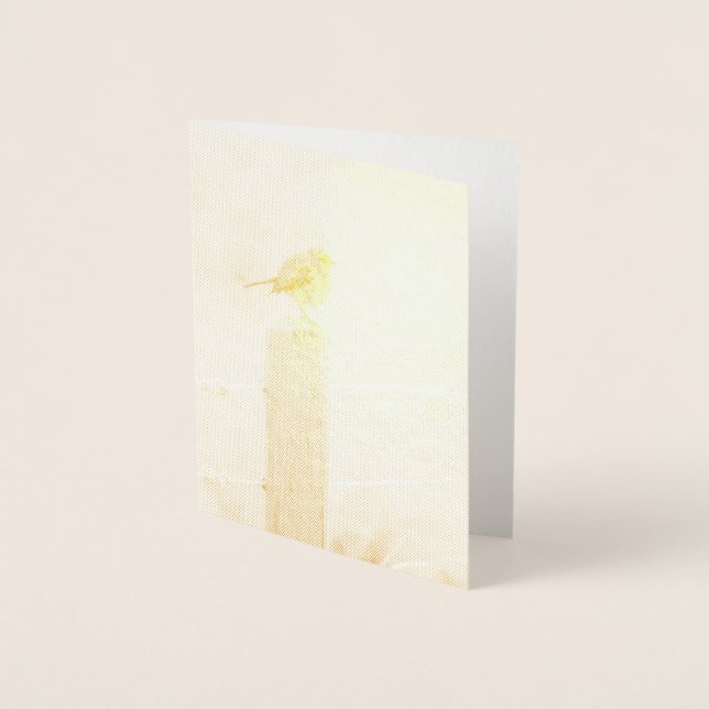 Winter Robin Redbröst Folierat Kort (Framsida)