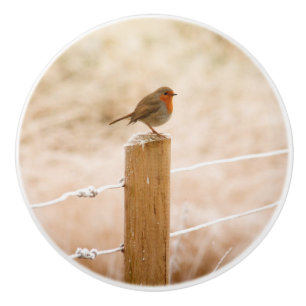 Winter Robin Redbröst Knopp