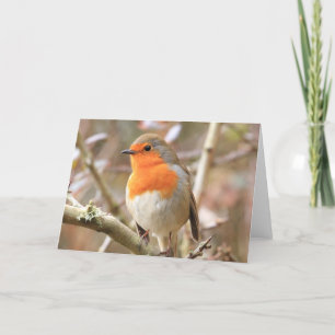 Winter Robin Redbröst Kort