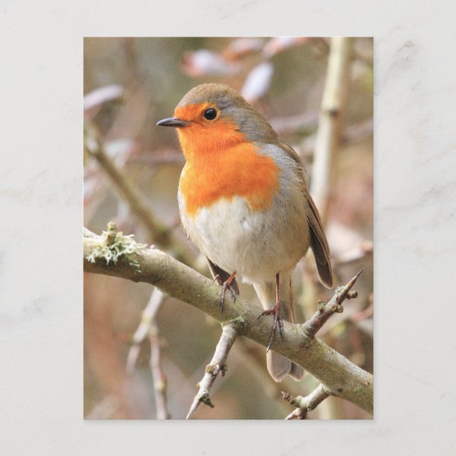 Winter Robin Redbröst Vykort (Framsida)