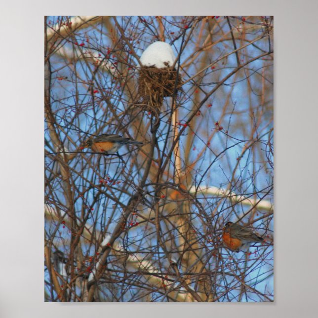 Winter Robins Snowy Nest Poster (Framsidan)