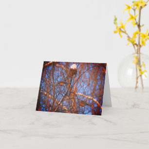 Winter Robins Wildlife Nature-anteckningskort Kort