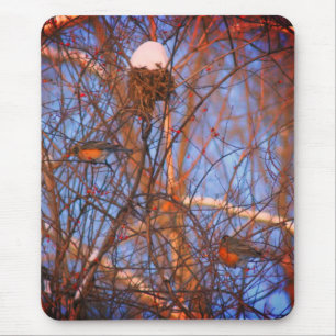 Winter Robins Wildlife Nature Musmatta