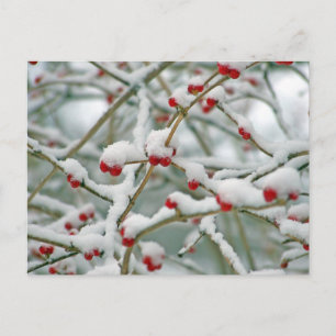 Winter Snö Berries Vykort