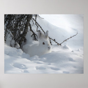 Winter Snö Bunny Art Poster