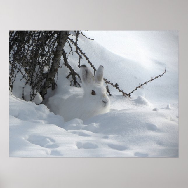 Winter Snö Bunny Art Poster (Framsidan)