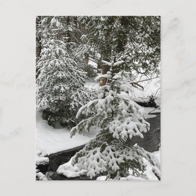 Winter Snö Cabin Fein Bäck-skogen utomhus Hike Helg Vykort (Framsida)