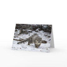 Winter Snö Leopard Unge