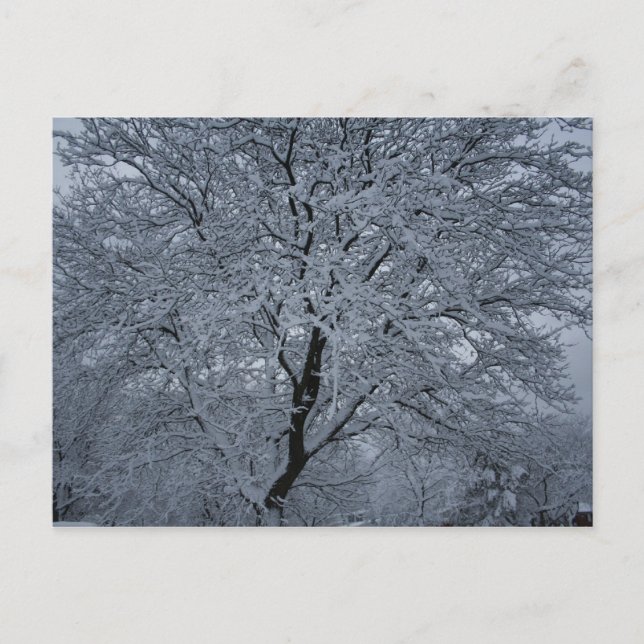 Winter Snö vid Träd Vykort (Framsida)