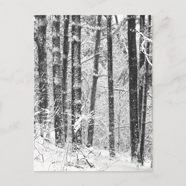 Winter Snö Vykort (Framsida)