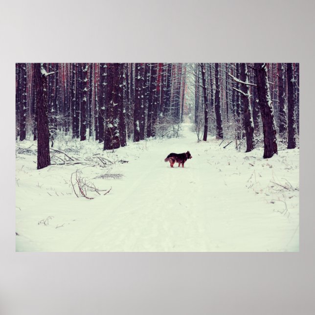 Winter snowy gräs-skogen, hund i skogen poster (Framsidan)