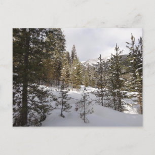 Winter Snowy Mountain Scene i Montana Vykort