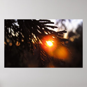 Winter Sol Poster