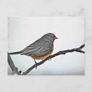 Winter Sparrow Vykort