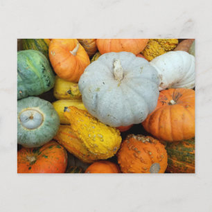 WINTER SQUASH VYKORT