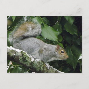 Winter Squirrel #2 Vykort