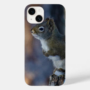 Winter Squirrel, Brown Animal, kanadensiskt fotogr