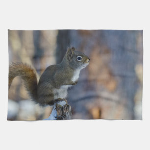 Winter Squirrel, Brown Animal, kanadensiskt fotogr Kökshandduk