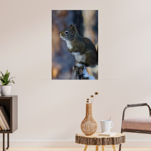 Winter Squirrel, Brown Animal, kanadensiskt fotogr Poster