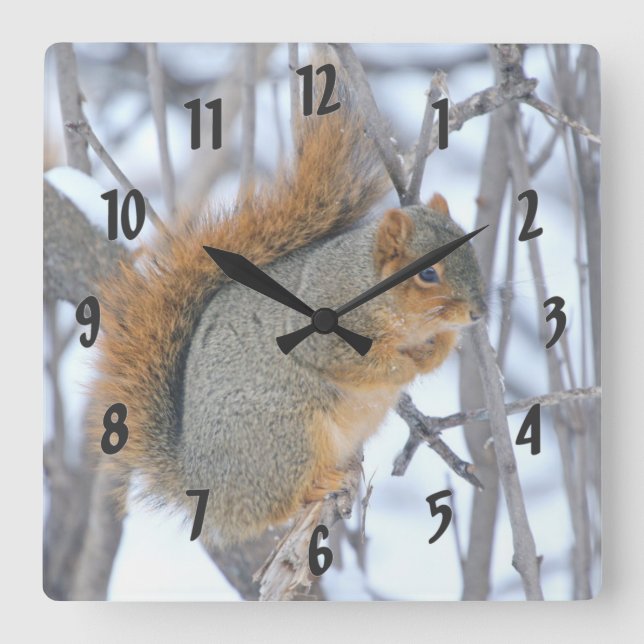 Winter Squirrel Fyrkantig Klocka (Framsida)