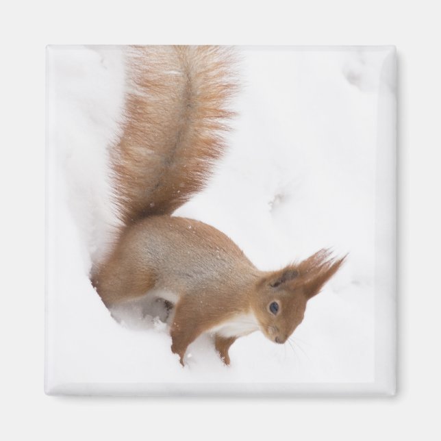 Winter Squirrel Magnet (Framsidan)
