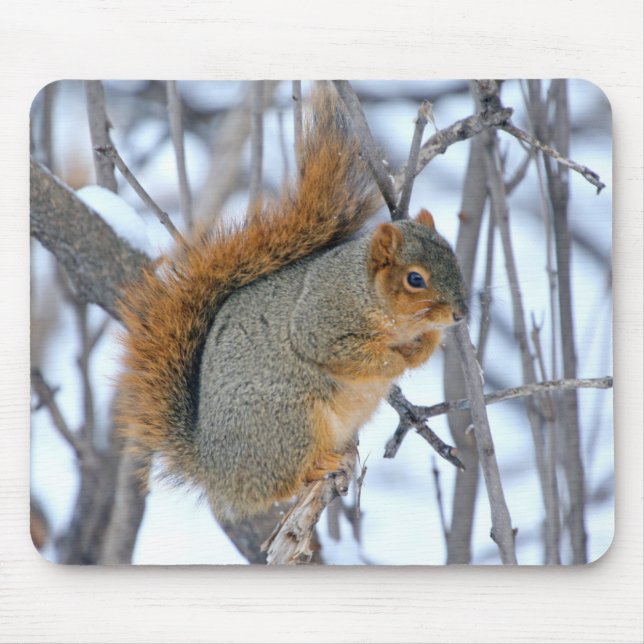 Winter Squirrel Musmatta (Framsidan)