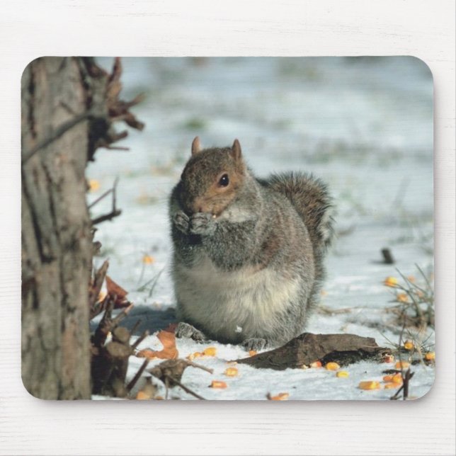 Winter Squirrel Musmatta (Framsidan)