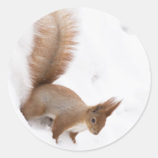 Winter Squirrel Runt Klistermärke