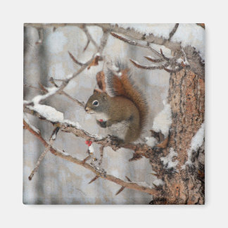 Winter Squirrel, Snö & Red Berries Julafton Design Magnet