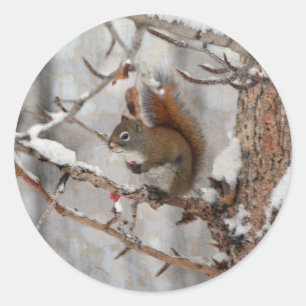 Winter Squirrel, Snö & Red Berries Julafton Design Runt Klistermärke