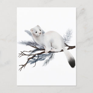 Winter Squirrel Vykort