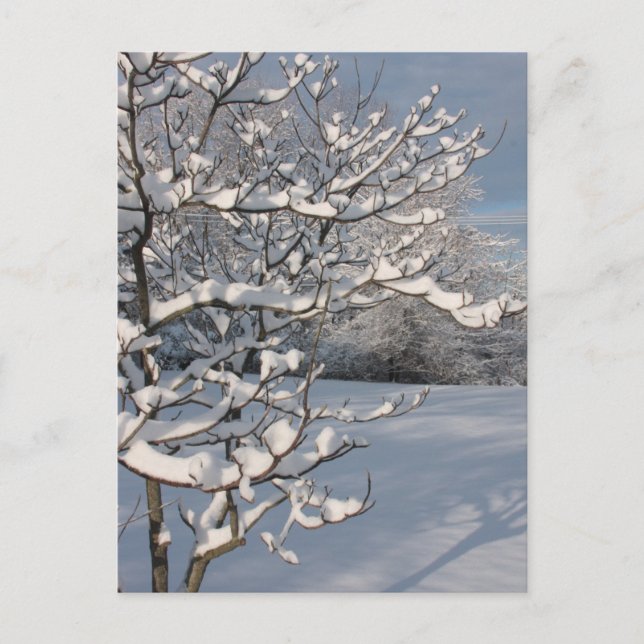 Winter Storm Vykort (Framsida)