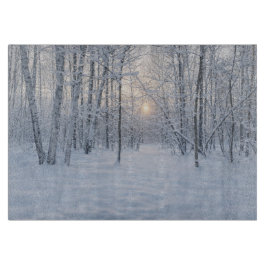 Winter Sunlight in Quiet Birch Forest