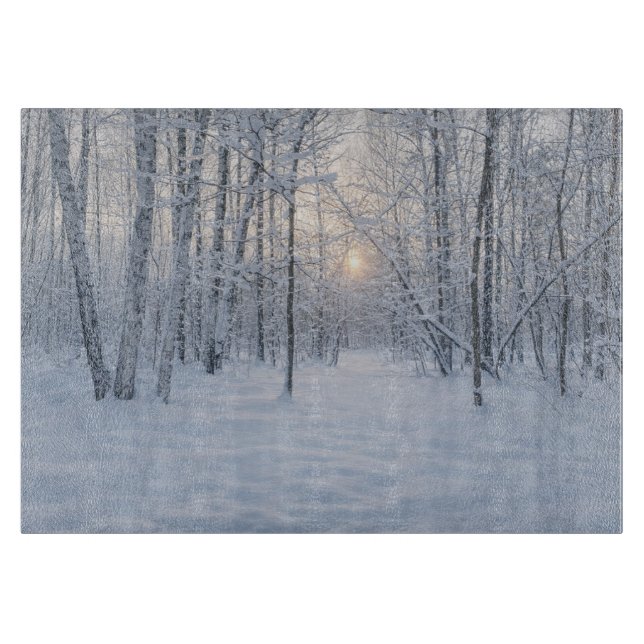 Winter Sunlight in Quiet Birch Forest (Framsidan)