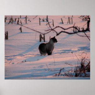 Winter Sunset Kattunge i Maj Fält Poster