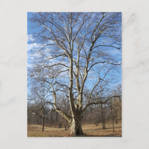 Winter Sycamore Träd Vykort