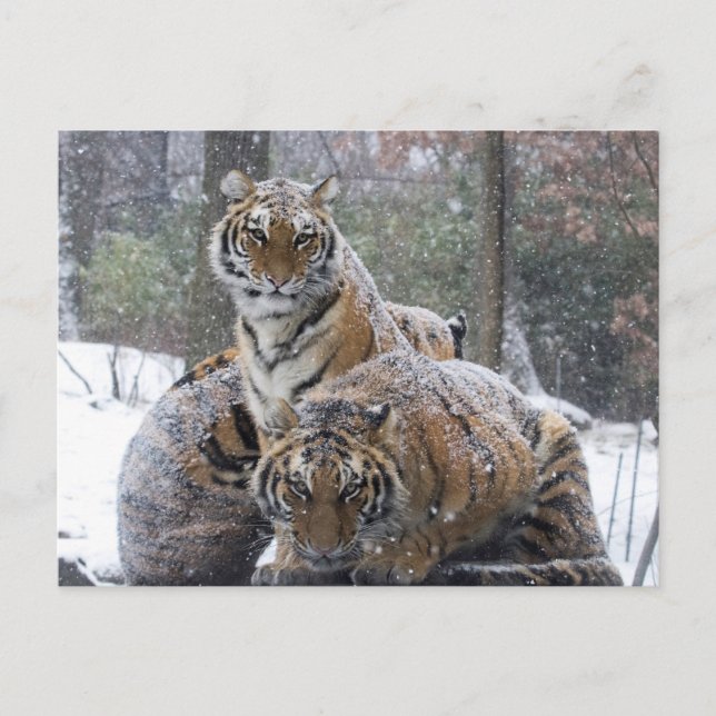 Winter Tiger Cuddle Vykort (Framsida)