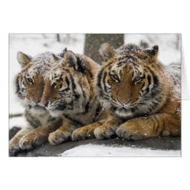 Winter Tigers Cuddle i Snö OBS Kort
