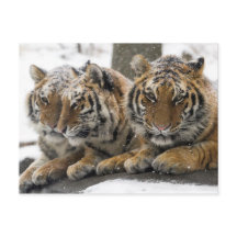 Winter Tigers Cuddle i Snö