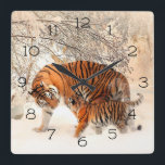 Winter Tigers Fyrkantig Klocka<br><div class="desc">Momma och Baby Tigers i en vinterskog Det är dags att visa upp dina favoritbilder, foton och text med en anpassningsbar runt väggklocka från Zazzle. Denna väggklocka är utrustad med två storlekar och trycks på ett dynamiskt sätt med AcryliPrint®HD-processaa för att säkerställa högsta möjliga visning för innehåll. Beställ den här...</div>