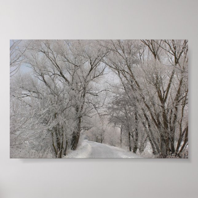 Winter Träd Lining Street Poster (Framsidan)