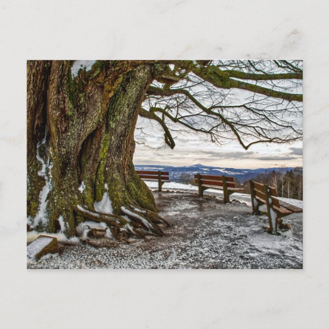 Winter Träd och Benches Vykort (Framsida)
